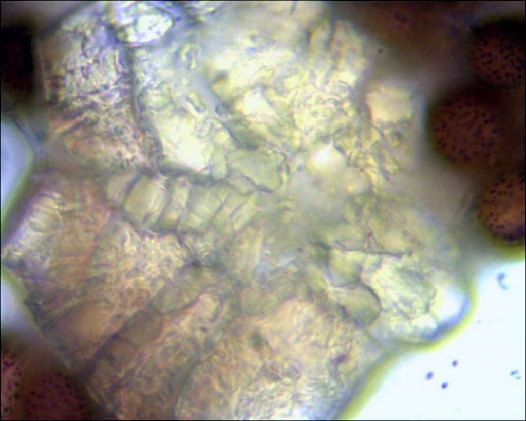 Sconosciuto myxo nivicolous da Olympos